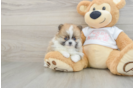Energetic Pom Pom Purebred Puppy