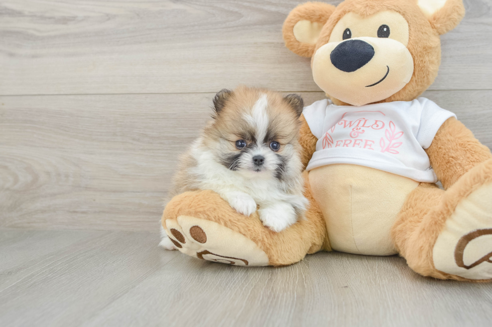 Energetic Pom Pom Purebred Puppy