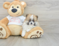 7 week old Pomeranian Puppy For Sale - Premier Pups