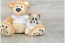 Happy Swergspitz Purebred Puppy