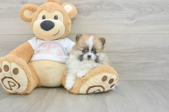 Happy Swergspitz Purebred Puppy