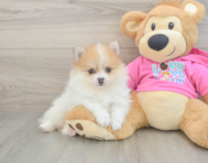 6 week old Pomeranian Puppy For Sale - Premier Pups