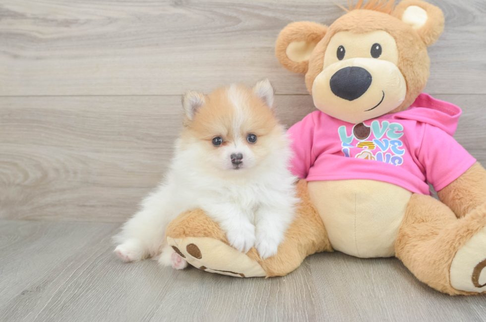 6 week old Pomeranian Puppy For Sale - Premier Pups