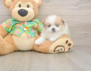 7 week old Pomeranian Puppy For Sale - Premier Pups