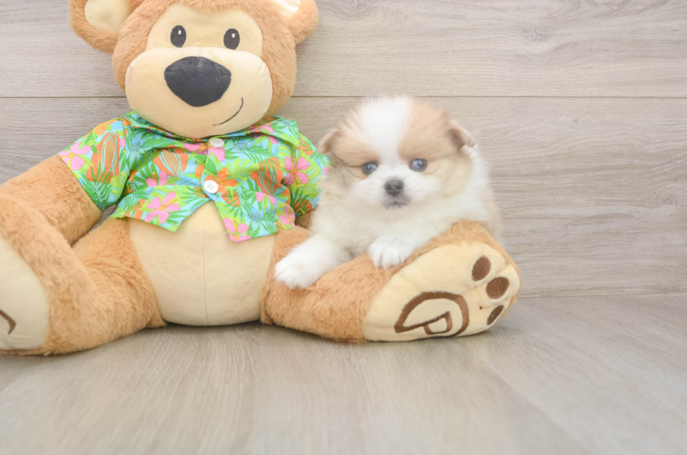 5 week old Pomeranian Puppy For Sale - Premier Pups