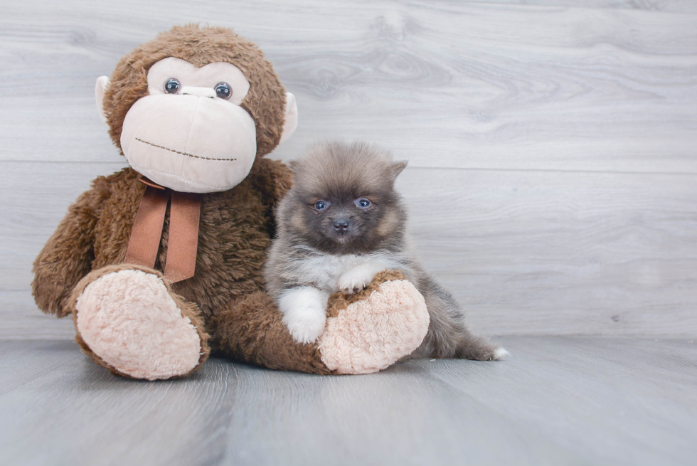 Happy Pomeranian Purebred Puppy