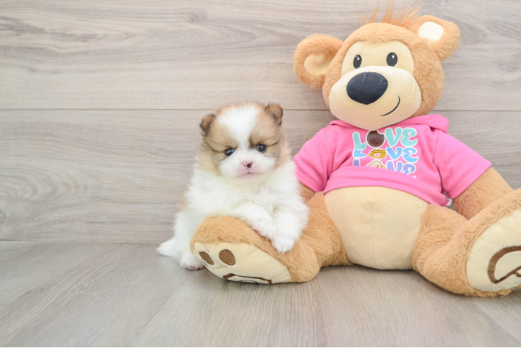 Pomeranian Puppy for Adoption