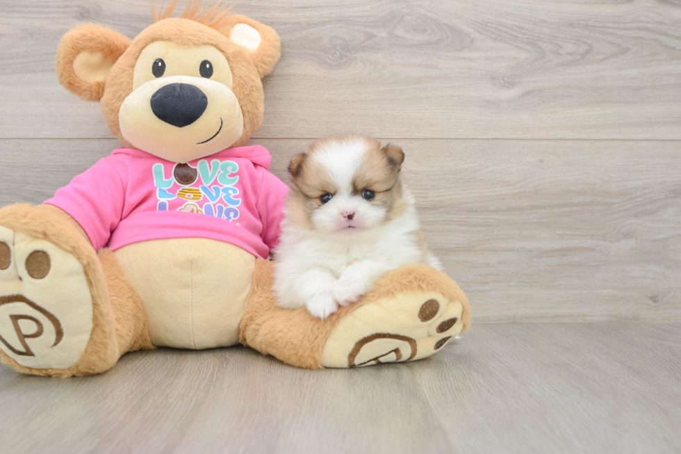 Pomeranian Pup Being Cute