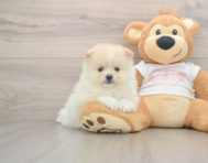 8 week old Pomeranian Puppy For Sale - Premier Pups