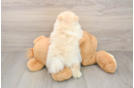 Small Pomeranian Purebred Pup