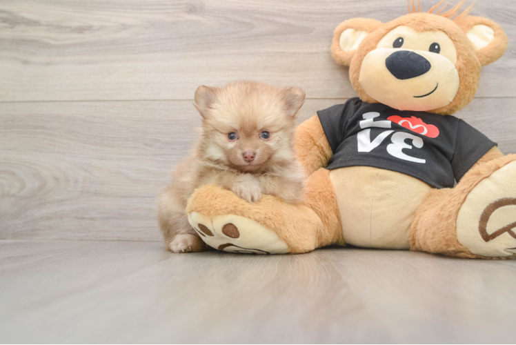 Pomeranian Pup Being Cute