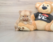 8 week old Pomeranian Puppy For Sale - Premier Pups