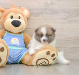 8 week old Pomeranian Puppy For Sale - Premier Pups