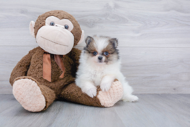 Playful Pomeranian Purebred Pup