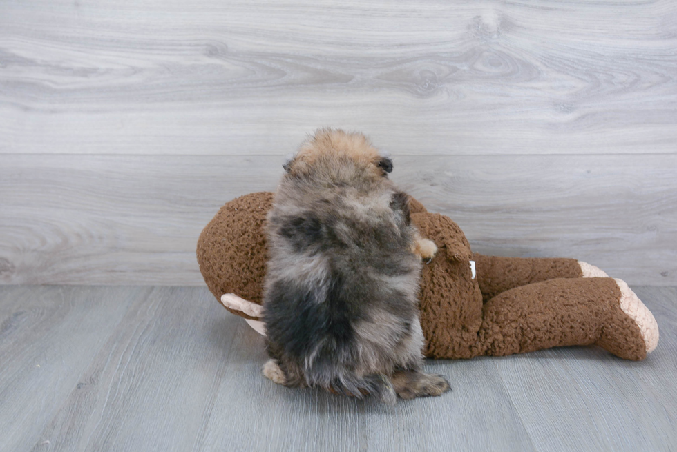 Playful Pomeranian Purebred Pup