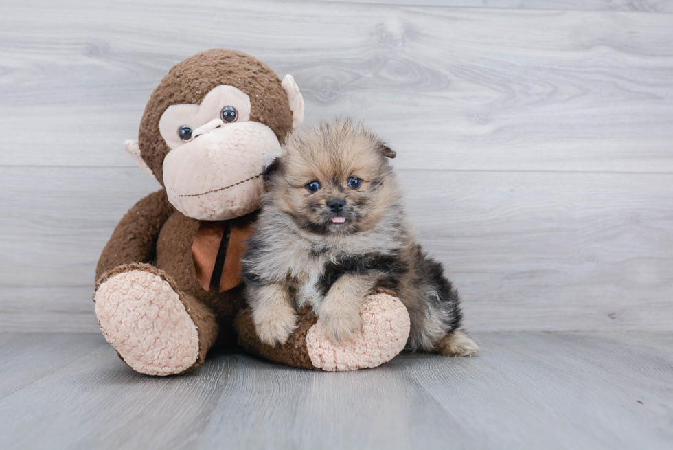 Energetic Pomeranian Purebred Puppy