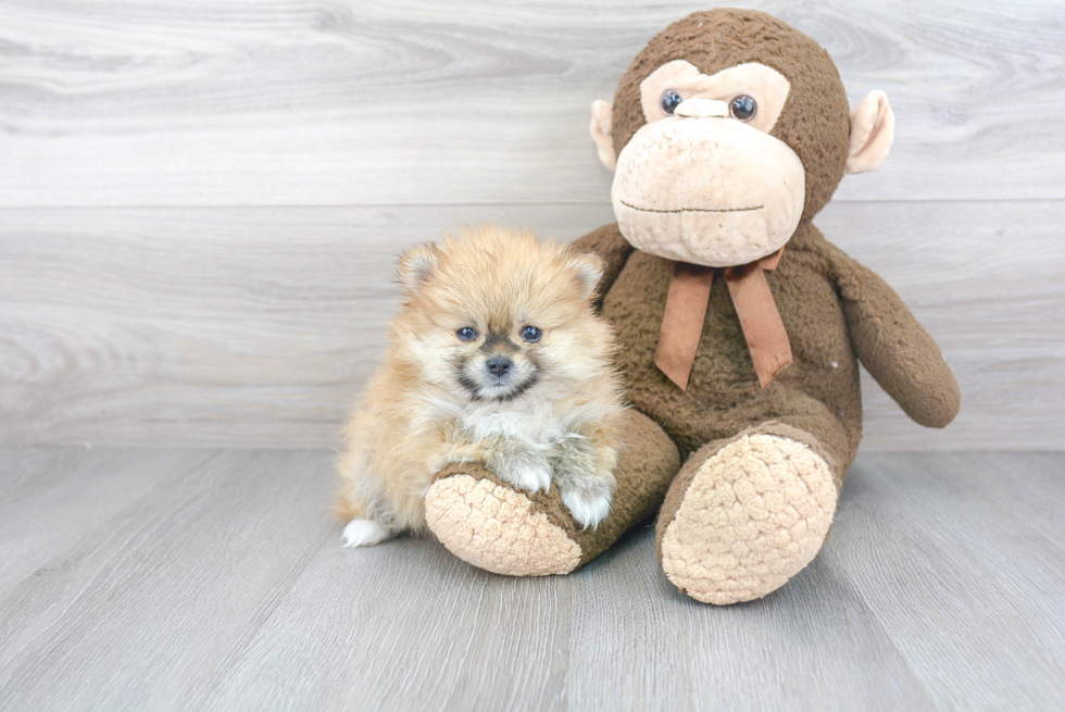 Hypoallergenic Pomeranian Baby