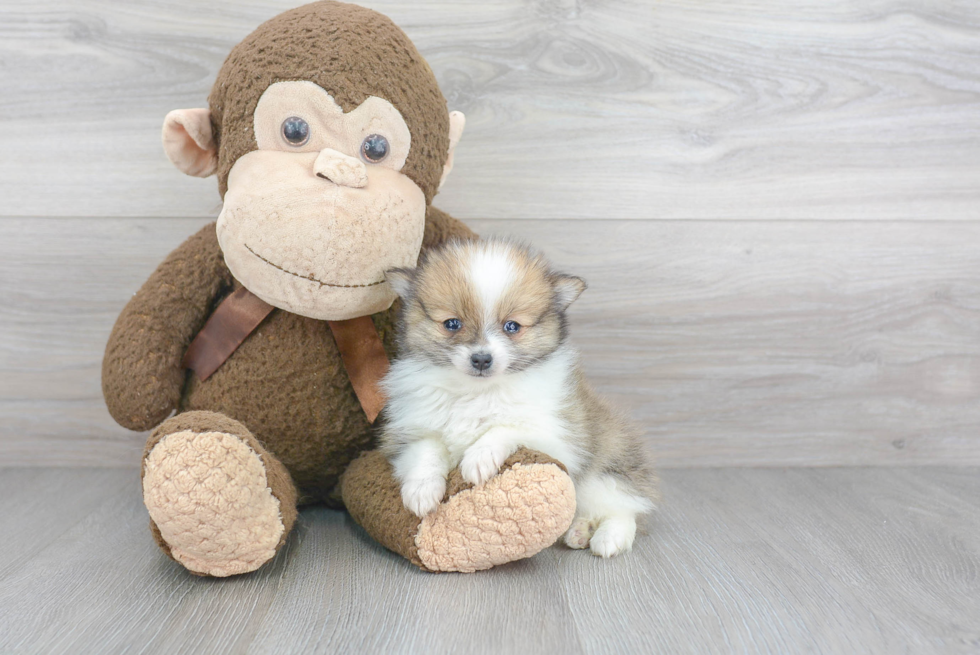 Little Pomeranian Purebred Pup