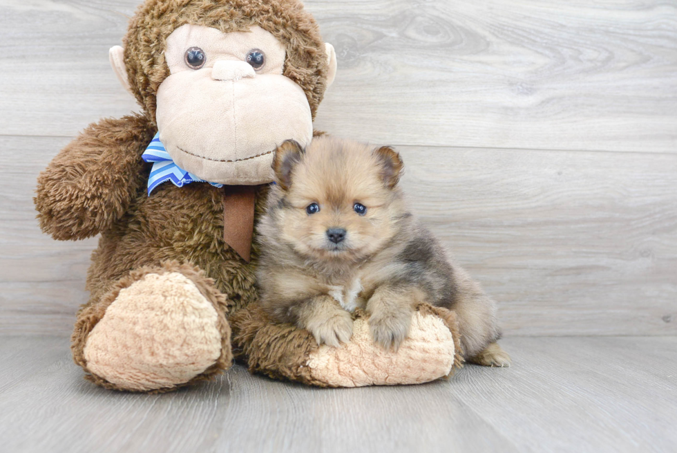 Sweet Pomeranian Purebred Puppy