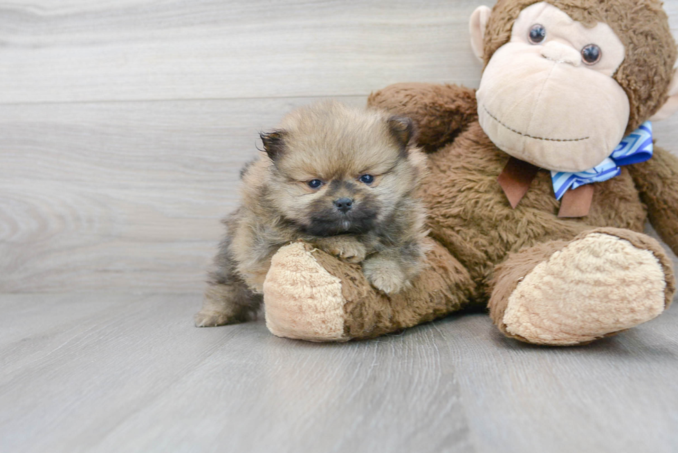 Pomeranian Pup Being Cute