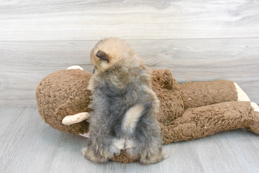 Playful Pomeranian Baby