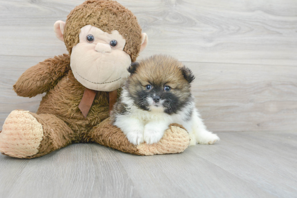 Pomeranian Pup Being Cute