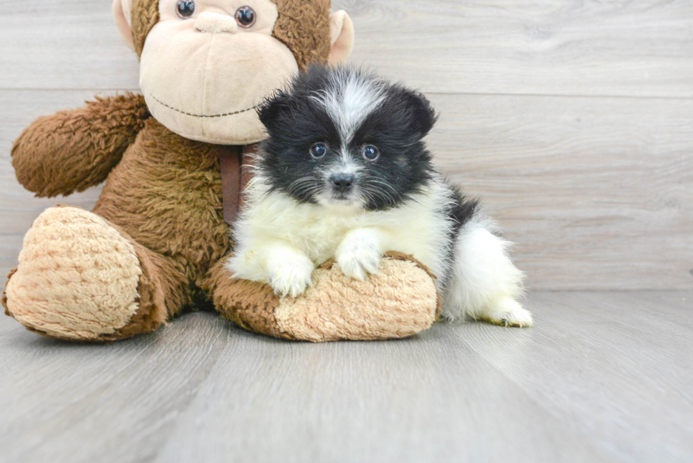 Friendly Pomeranian Purebred Pup