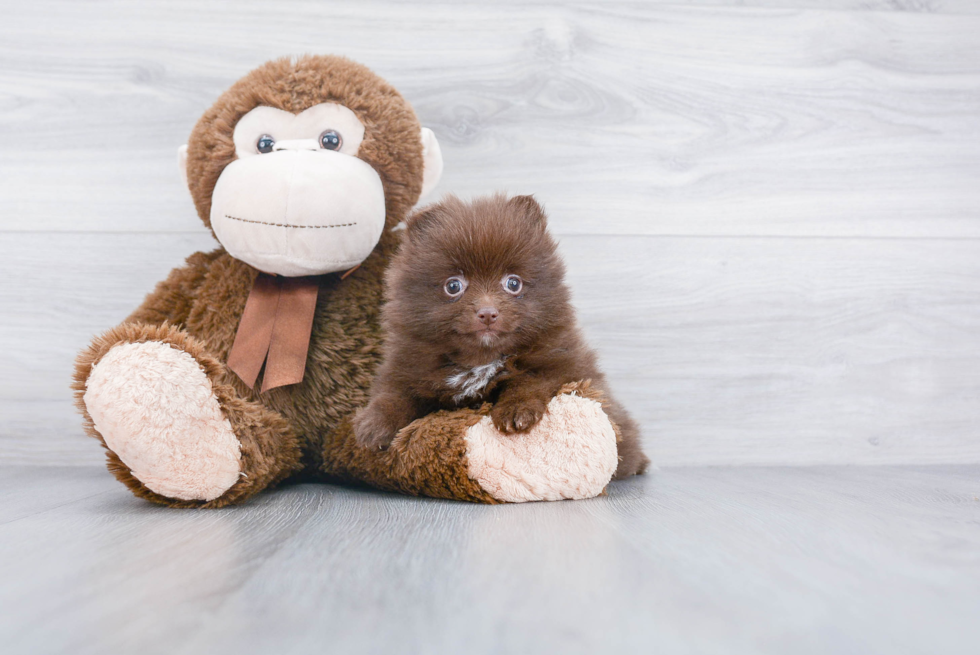 Energetic Pomeranian Purebred Puppy