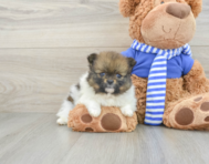 8 week old Pomeranian Puppy For Sale - Premier Pups