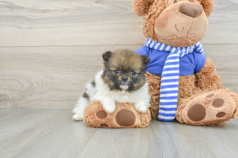 7 week old Pomeranian Puppy For Sale - Premier Pups