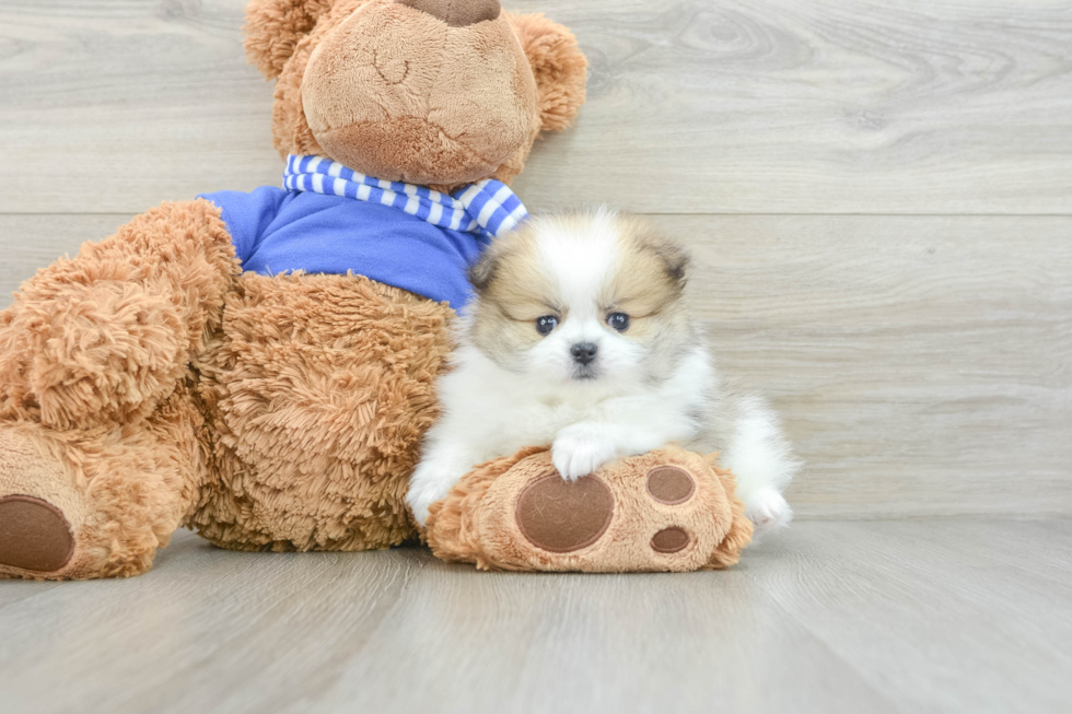 Hypoallergenic Pomeranian Purebred Pup