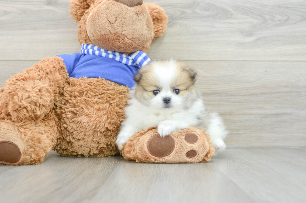 6 week old Pomeranian Puppy For Sale - Premier Pups