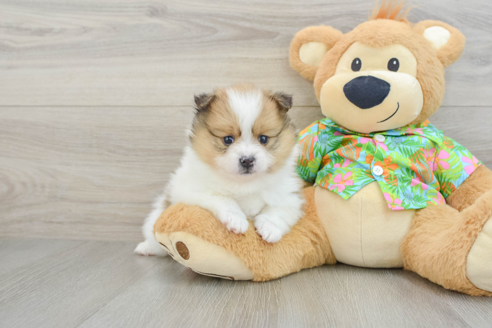 Playful Pomeranian Purebred Pup