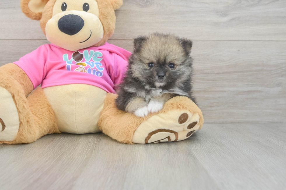 6 week old Pomeranian Puppy For Sale - Premier Pups
