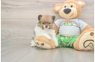 Pomeranian Puppy for Adoption