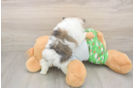 Pomeranian Pup Being Cute
