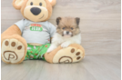 Small Pomeranian Purebred Pup