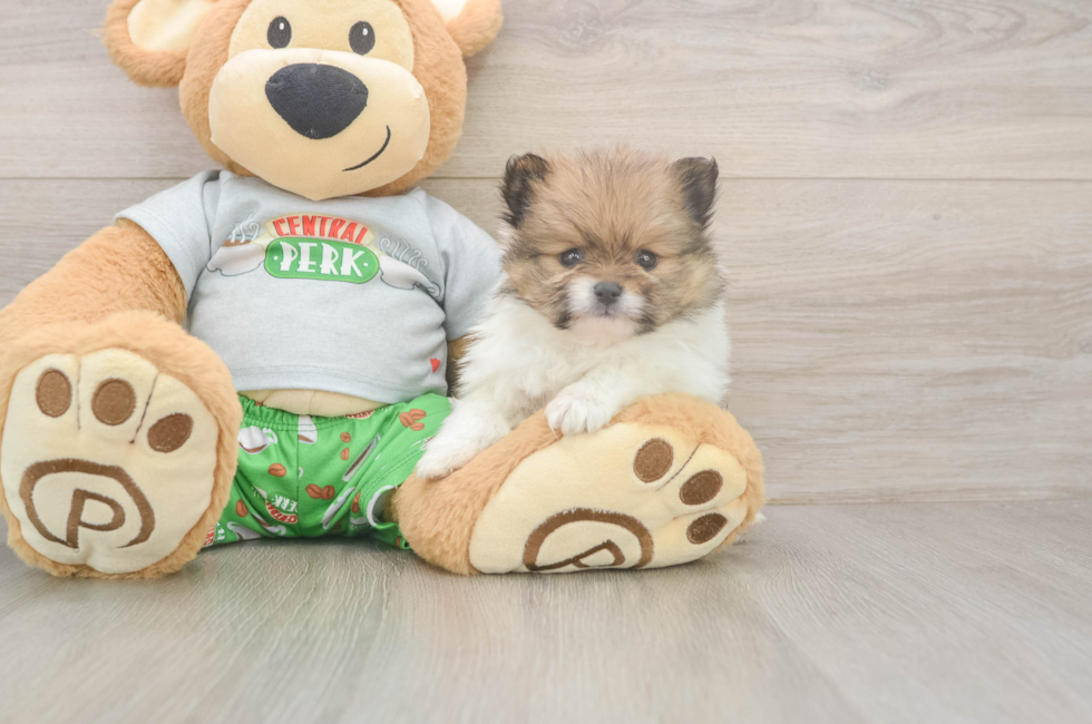 5 week old Pomeranian Puppy For Sale - Premier Pups