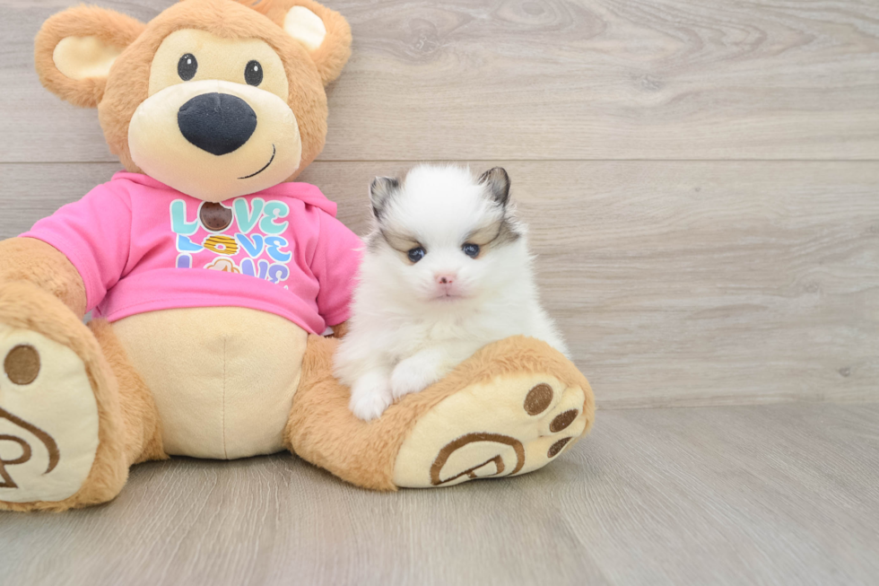 Pomeranian Pup Being Cute