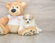 8 week old Pomeranian Puppy For Sale - Premier Pups