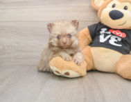 9 week old Pomeranian Puppy For Sale - Premier Pups