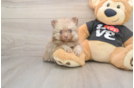 Pomeranian Puppy for Adoption
