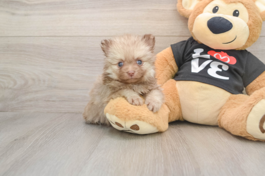 Pomeranian Puppy for Adoption