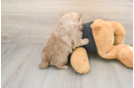 Pomeranian Puppy for Adoption