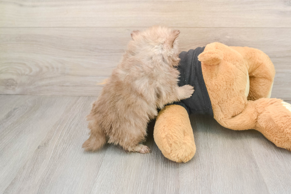 Pomeranian Puppy for Adoption