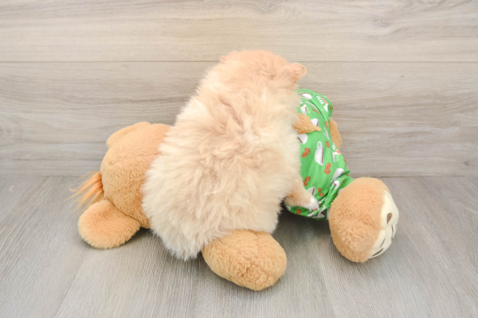 Little Pomeranian Purebred Pup