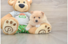 Hypoallergenic Pomeranian Baby