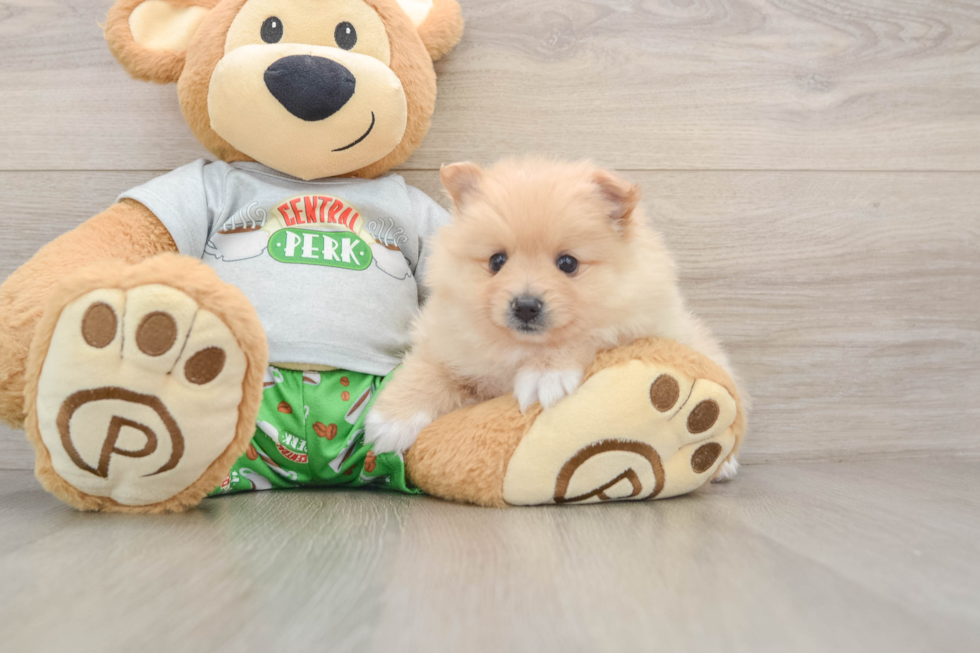 Hypoallergenic Pomeranian Baby