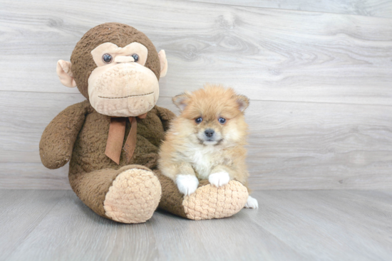 Smart Pomeranian Purebred Puppy