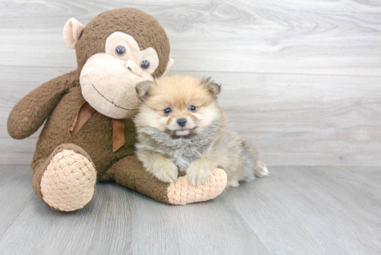 Happy Pomeranian Purebred Puppy